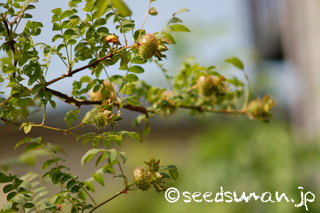 rosa_hirtula_20160619