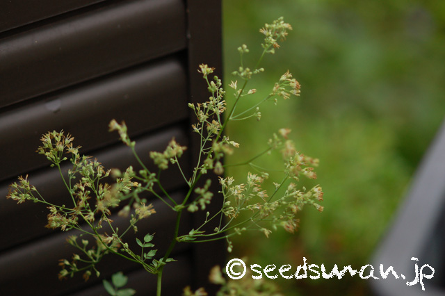 thalictrum_minus_v_hypoleucum_20160620