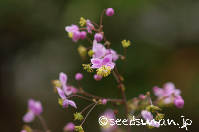 thalictrum_rochebrunianum_20160630