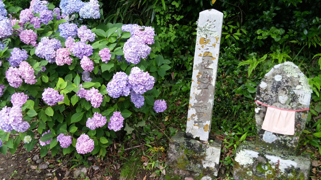 tosa_shohryuji_20160609_22