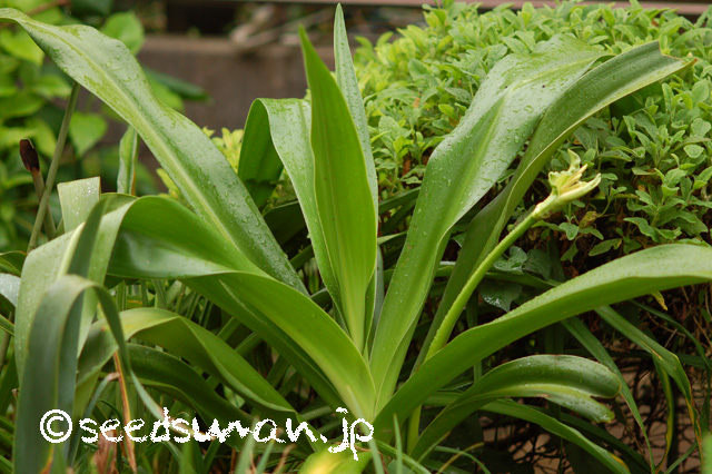 crinum_asiaticum_20160726