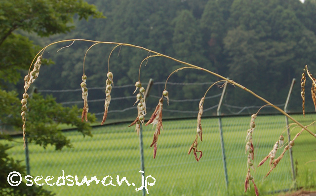 dierama_dracomontanum_20160712