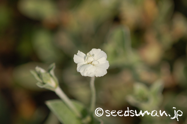 lychnis_coronaria_v_oculata_20160702