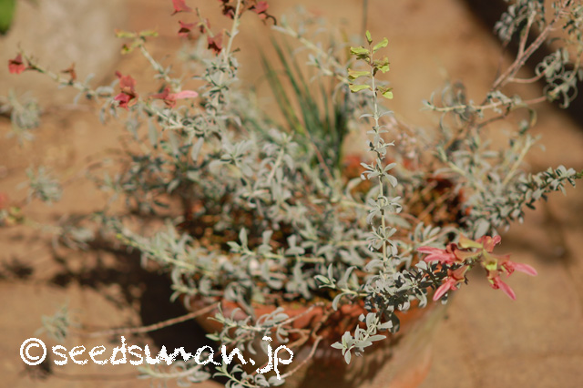 salvia_lanceolata_20160724