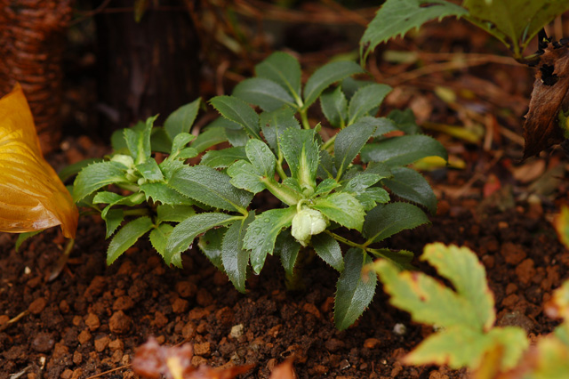 helleborus_lividus_subsp_corsicus_20161128