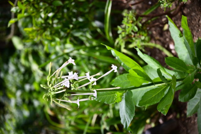 Nicotiana sylvestris<br />ニコチアナ　シルヴェストリス　（こぼれ種子から）