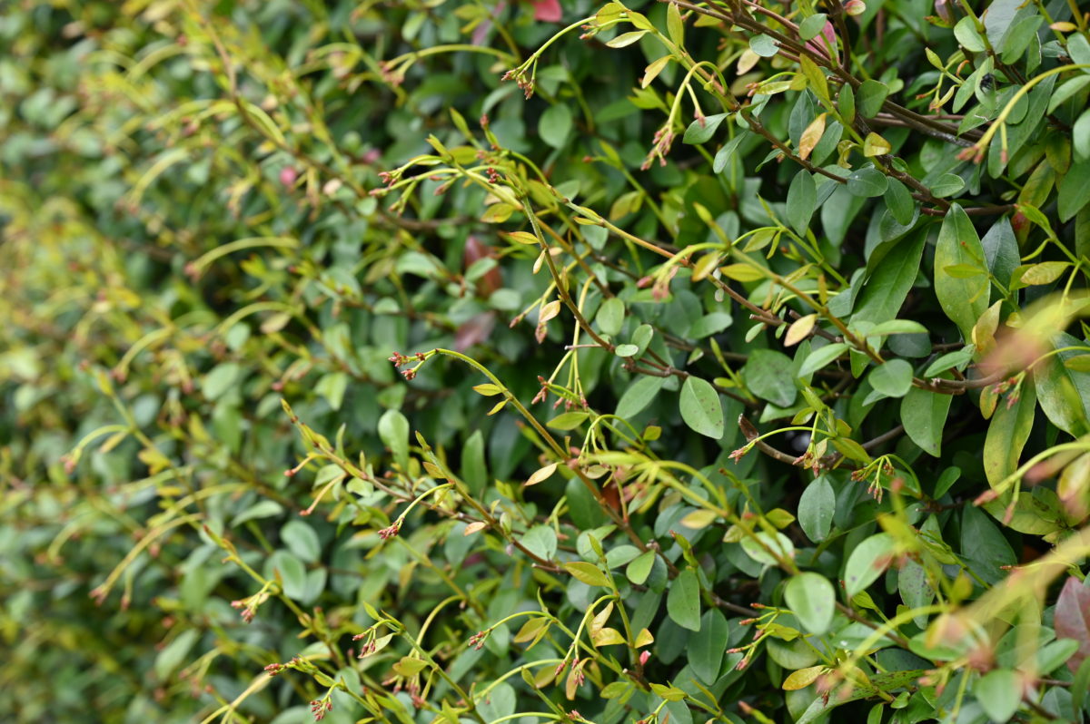 Trachelospermum asiaticum トラケロスペルマム　アジアティクム　（テイカカズラ）