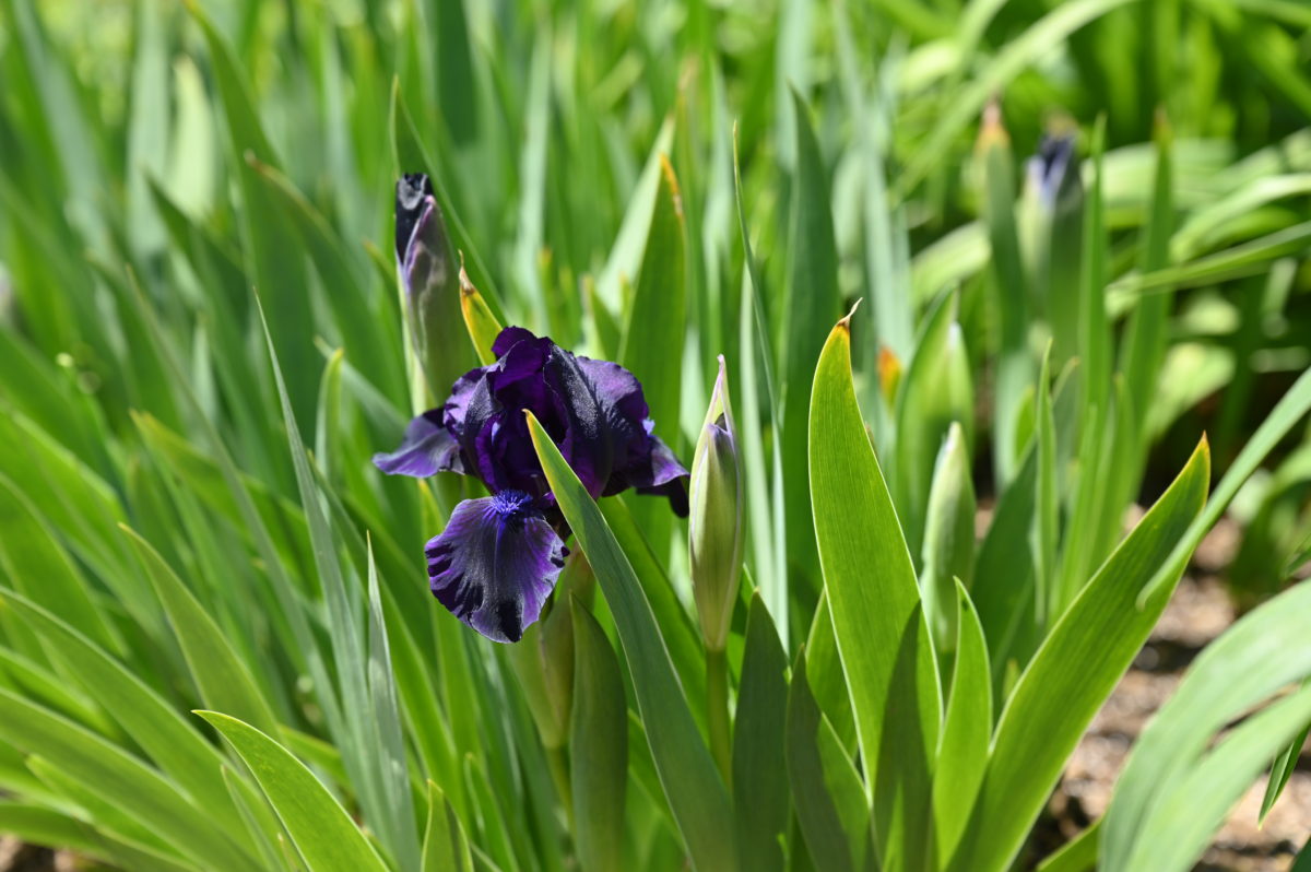 Iris hybrid Dwarf type イリス　ハイブリッド　ドワーフ　（ジャーマンアイリス矮性種）