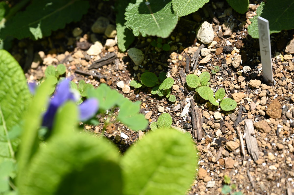 Salvia nemorosa ‘Caradonna’ サルビア　ネモローサ　‘カラドンナ’
