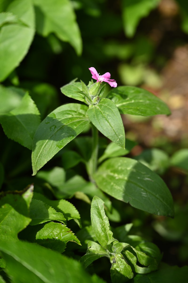 Silene dioica　(red campion) シレネ　ディオイカ　（レッドキャンピオン）　雌株