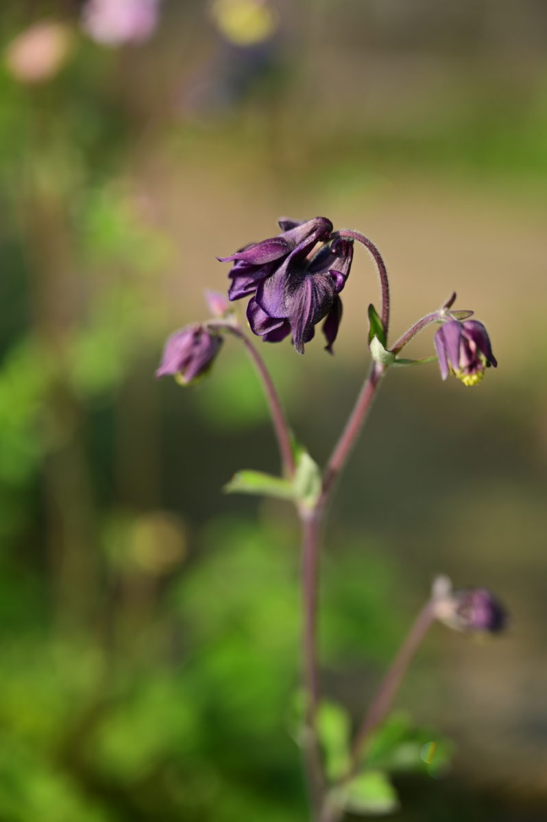 Aquilegia vulgaris ‘Black Barllow’ アクイレギア　ウルガリス　‘ブラックバーロー’　(セイヨウオダマキ)　菊咲き黒花