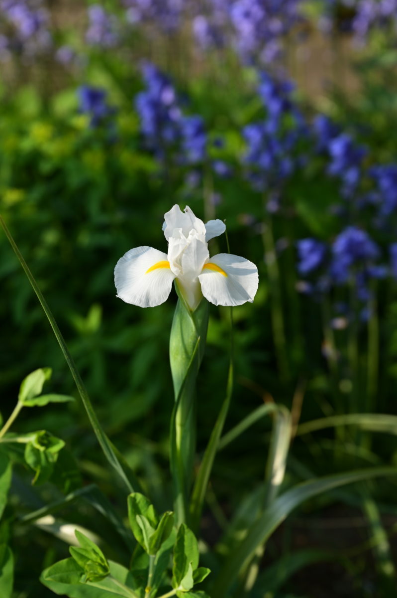Iris x hollandica (Dutch iris) イリス　ホーランディカ　（ダッチアイリス／球根アイリス）