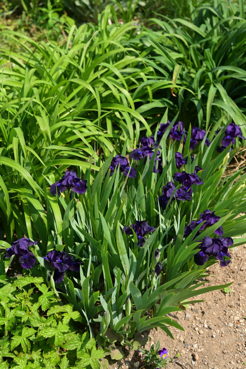 Iris hybrid Dwarf type イリス　ハイブリッド　ドワーフ　（ジャーマンアイリス矮性種）