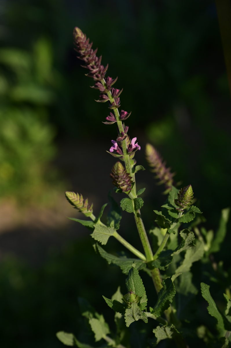 Salvia nemorosa ‘Caradonna’ サルビア　ネモローサ　‘カラドンナ’