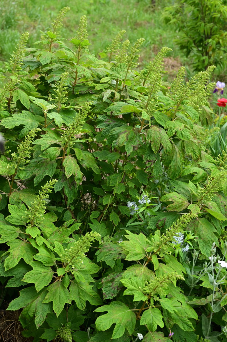 Hydrangea quercifolia ヒドランジア　クエリキフォリア　（八重咲きカシワバアジサイ） 