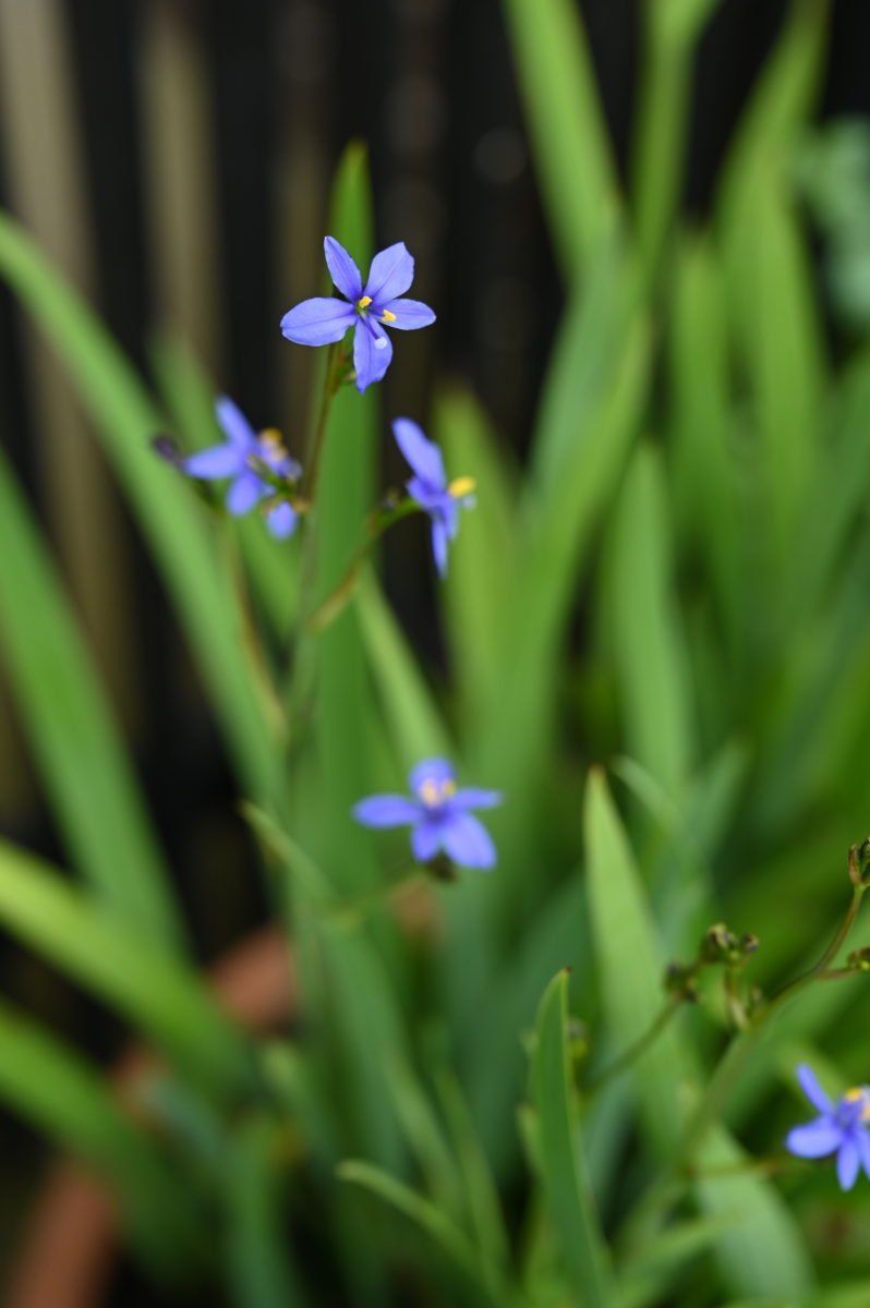 Aristea ecklonii アリステア　エクロニィ
