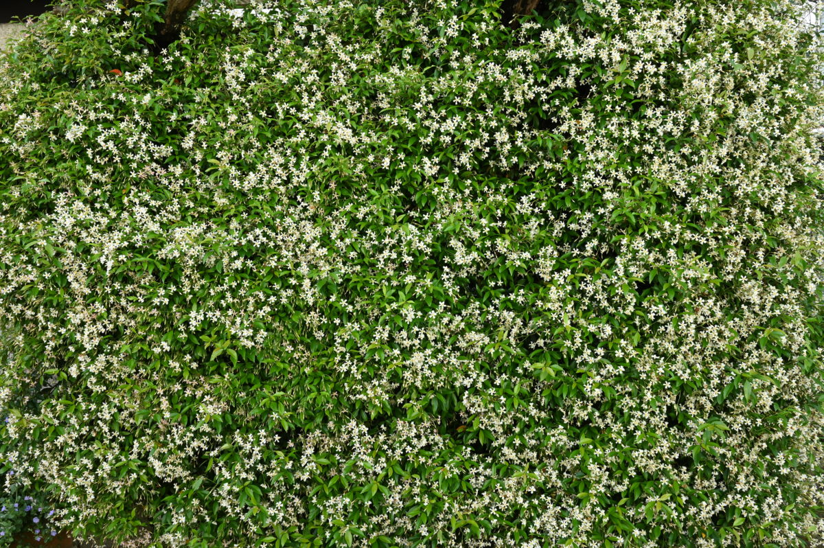 Trachelospermum asiaticum トラケロスペルマム　アジアティクム　（テイカカズラ）