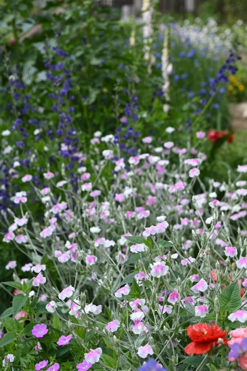 Lychnis coronaria var. oculata リクニス　コロナリア　オクラータ　（スイセンノウ／フランネルソウ）