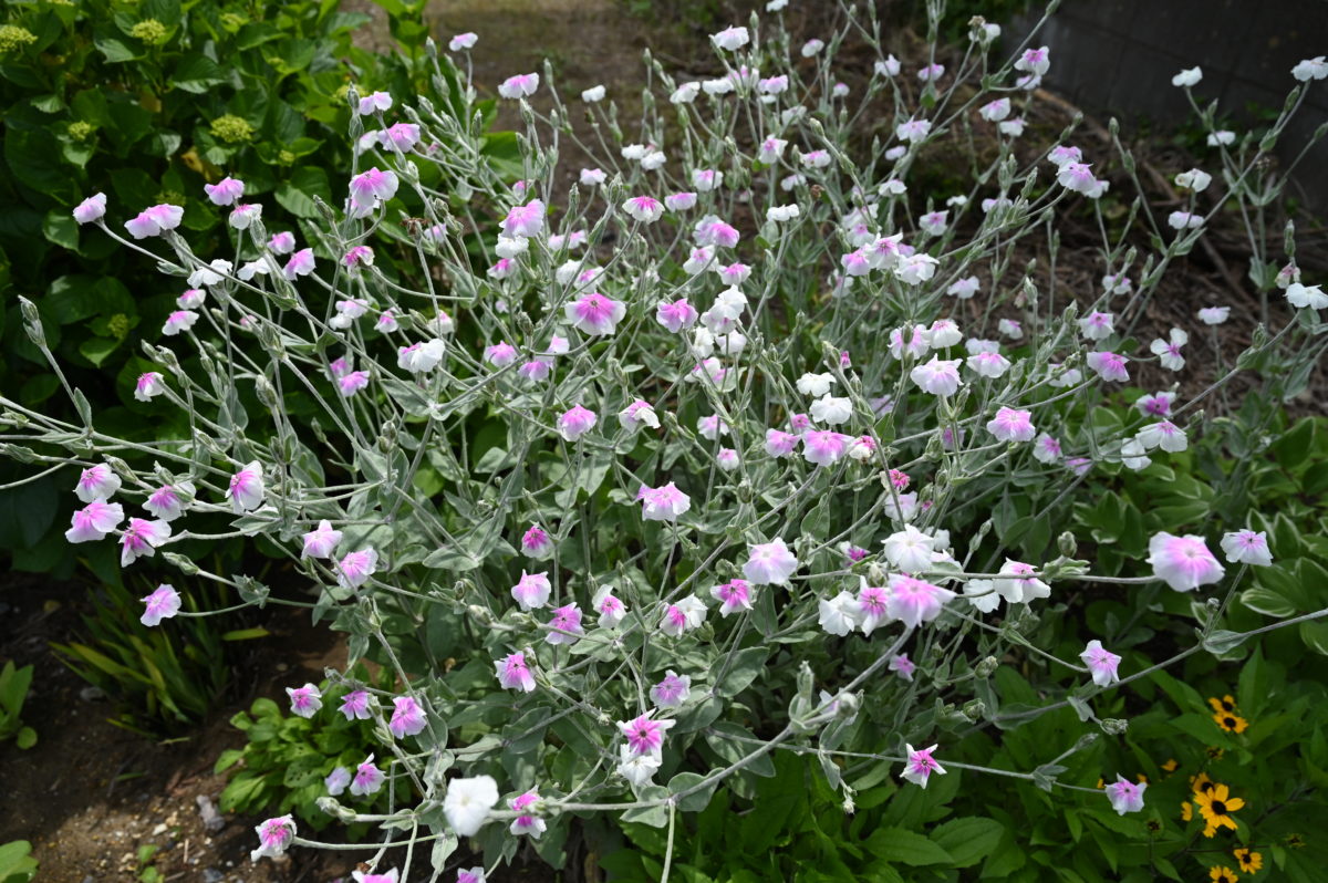 Lychnis coronaria var. oculata リクニス　コロナリア　オクラータ　（スイセンノウ／フランネルソウ）