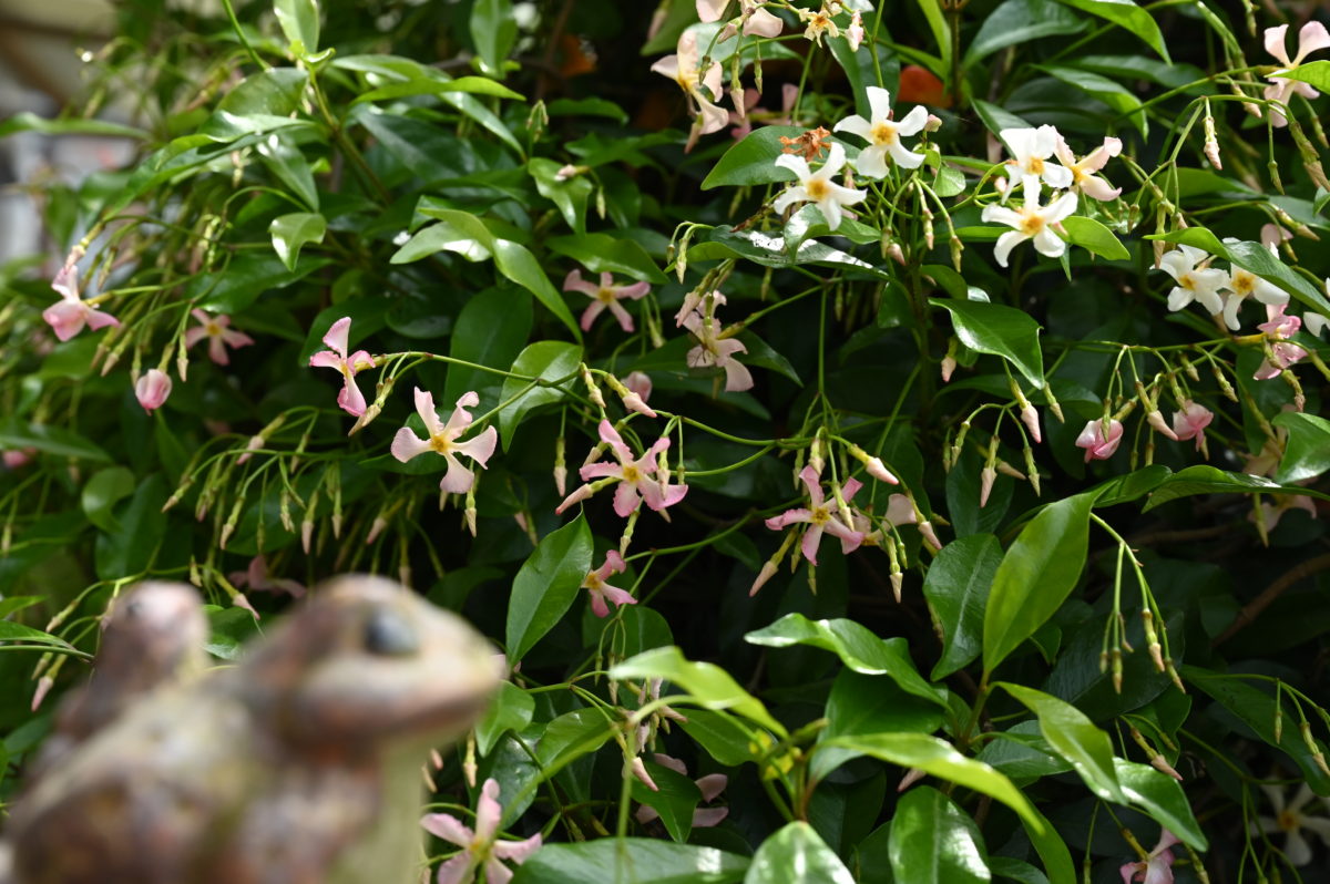 Trachelospermum asiaticum トラケロスペルマム　アジアティクム　（テイカカズラ） 