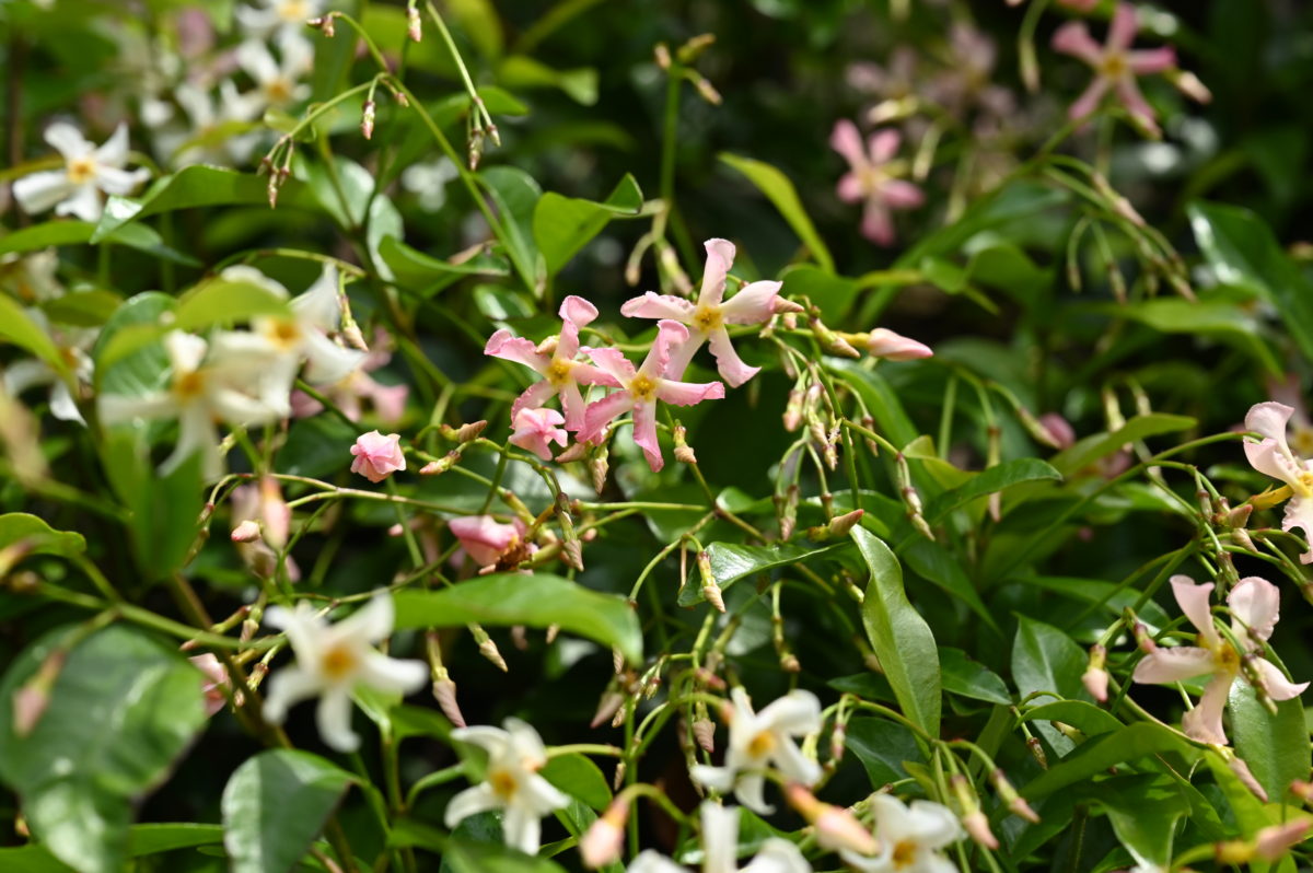 Trachelospermum asiaticum トラケロスペルマム　アジアティクム　（テイカカズラ） 