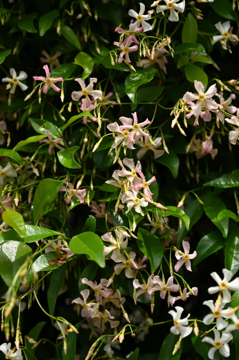 Trachelospermum asiaticum トラケロスペルマム　アジアティクム　（テイカカズラ） 