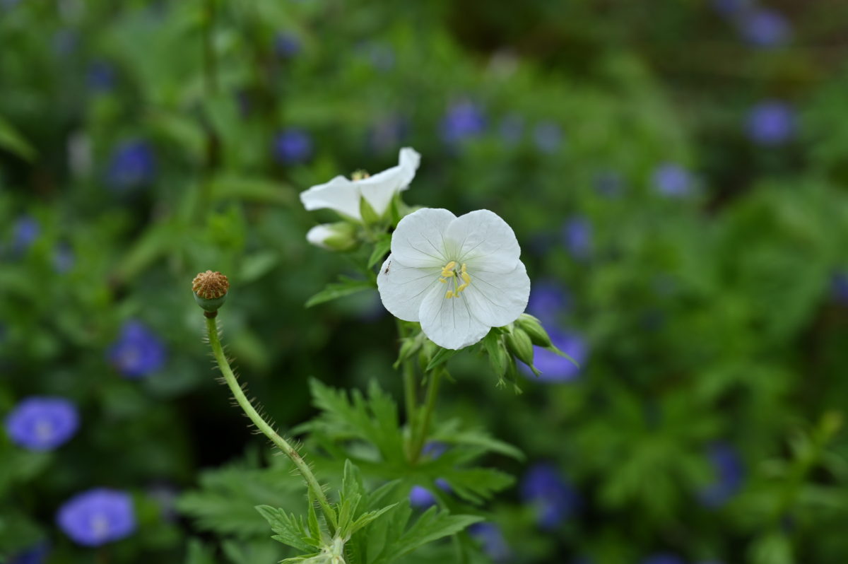 Geranium pratense ゲラニウム　プラテンセ　（ノハラフウロ） 