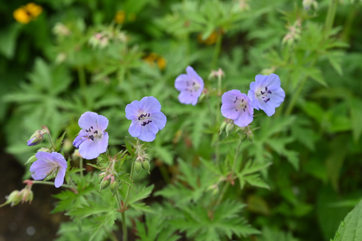 Geranium pratense ゲラニウム　プラテンセ　（ノハラフウロ） 