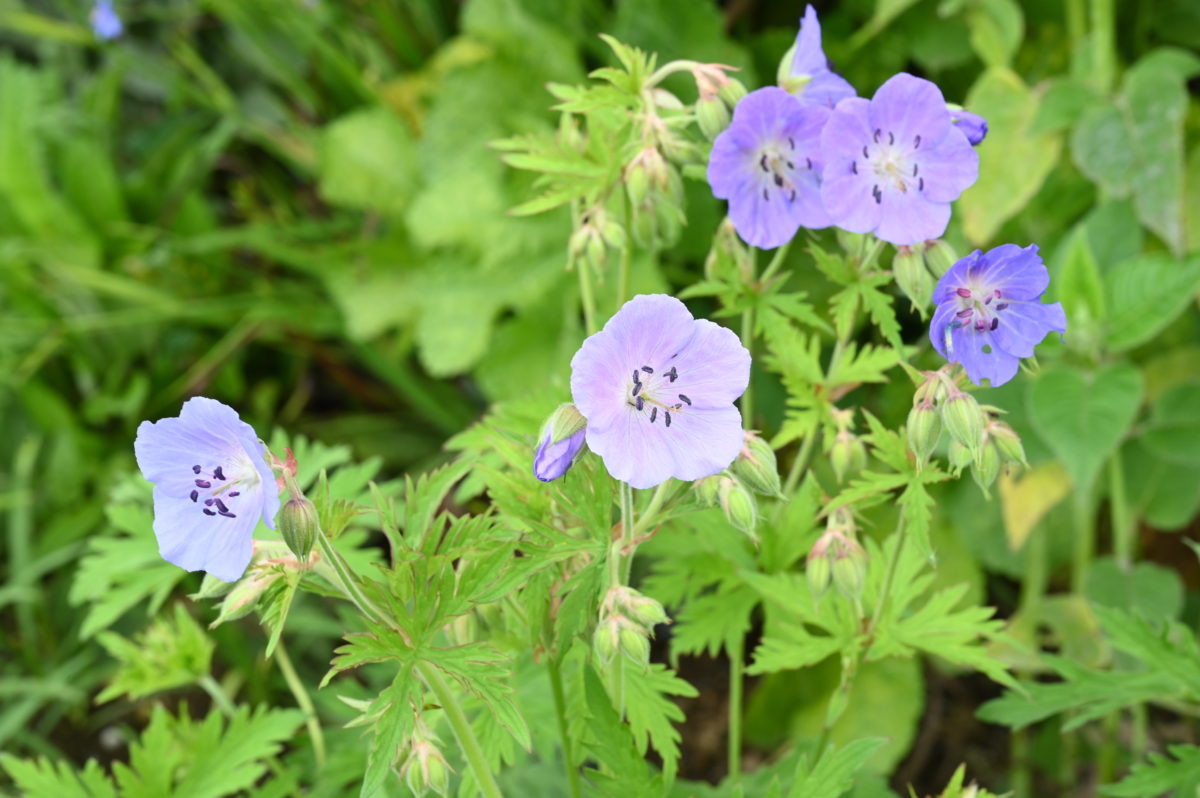 Geranium pratense ゲラニウム　プラテンセ　（ノハラフウロ） 