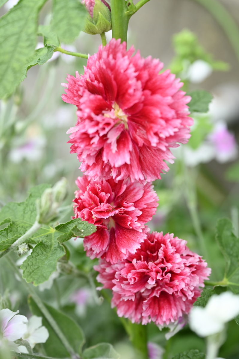 Alcea rosea ‘Fiesta Time’ (Hollyhock) アルケア　ロゼア　‘フィエスタタイム’　（タチアオイ／ホリホック） 