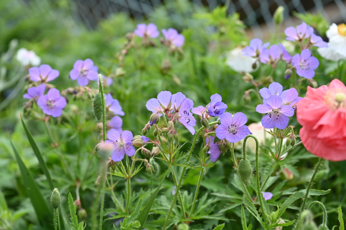 Geranium pratense ゲラニウム　プラテンセ　（ノハラフウロ） 