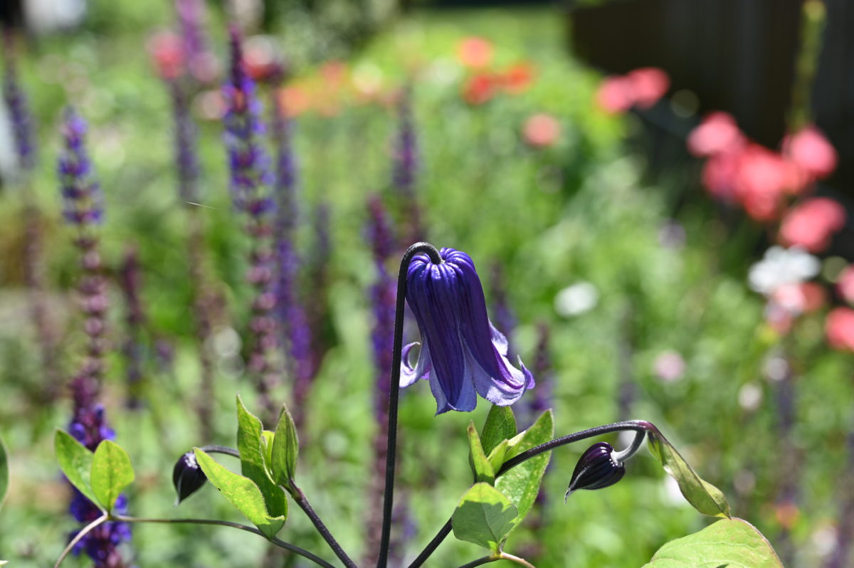 Clematis ‘Rohguchi’ クレマチス　’篭口’ 