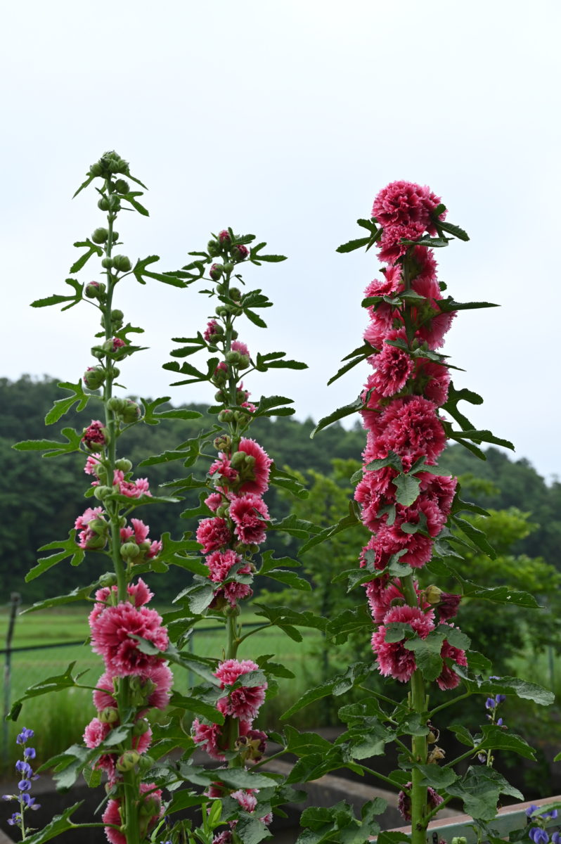 Alcea rosea ‘Fiesta Time’ (Hollyhock) アルケア　ロゼア　‘フィエスタタイム’　（タチアオイ／ホリホック） 