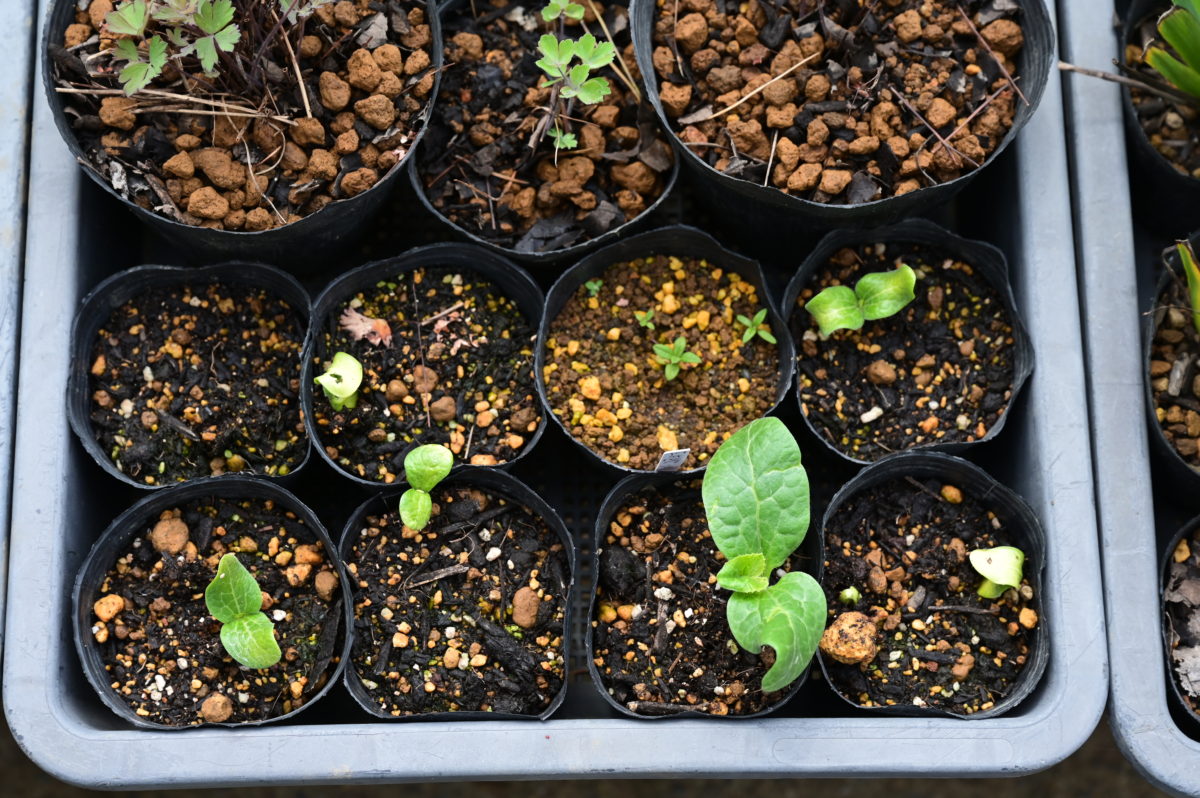 キンシウリの発芽