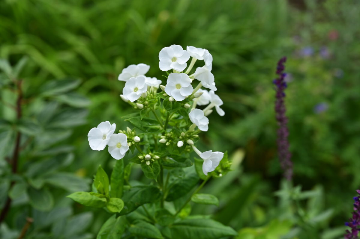 Phlox ‘Daniella’ フロックス　‘ダニエラ’