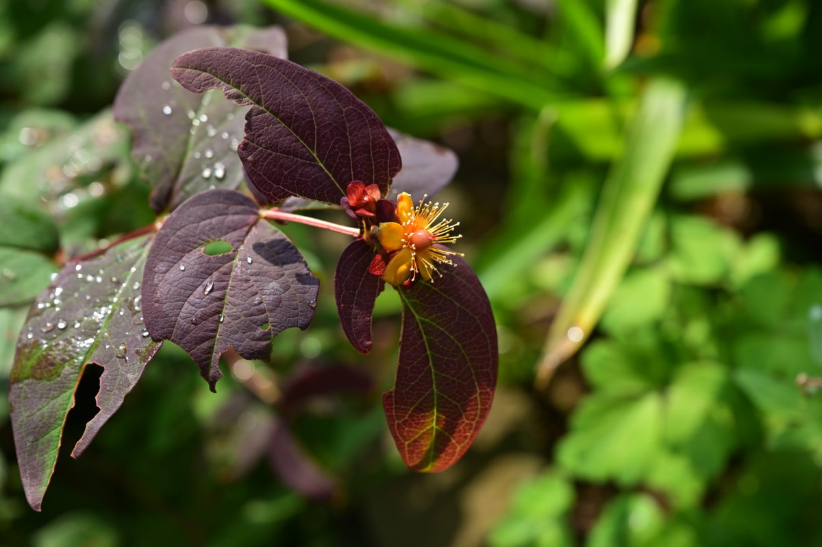 Hypericum androsaemum ‘Albury Purple’ ヒペリクム　アンドロサエムム　’アルブリーパープル’ （コボウズオトギリ）