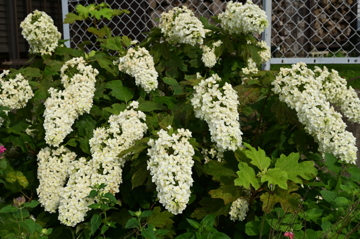 Hydrangea quercifolia ヒドランジア　クエリキフォリア　（八重咲きカシワバアジサイ）