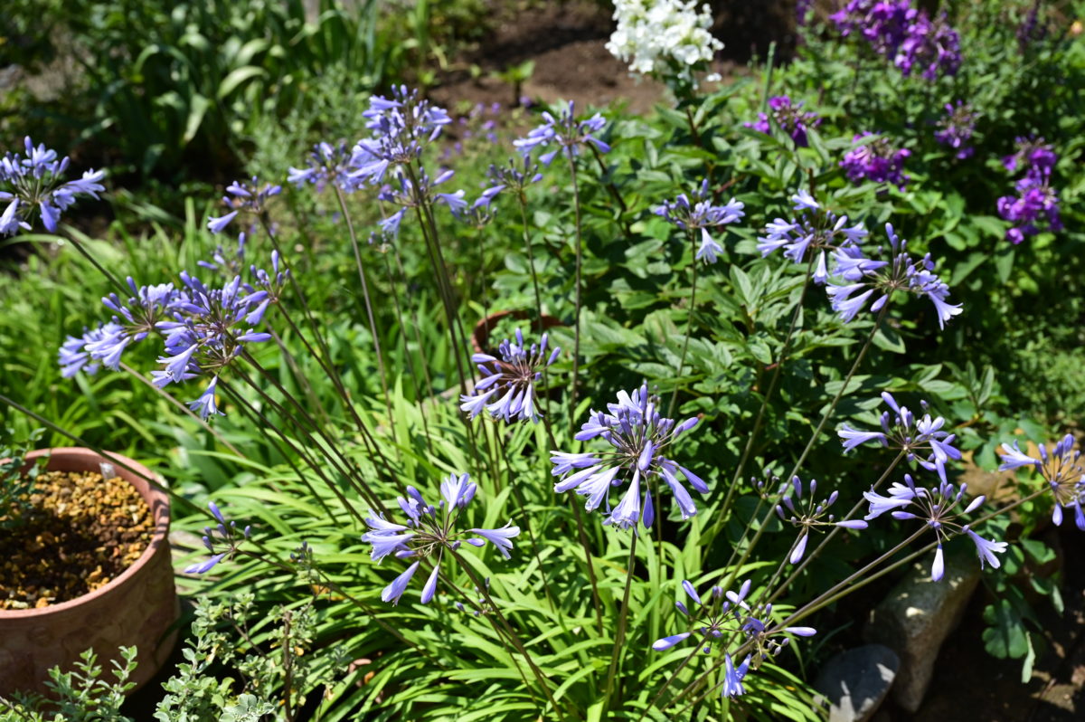 Agapanthus sp. アガパンサス　（ムラサキクンシラン）