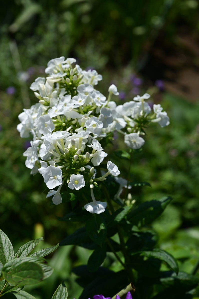 Phlox ‘Daniella’ フロックス　‘ダニエラ’