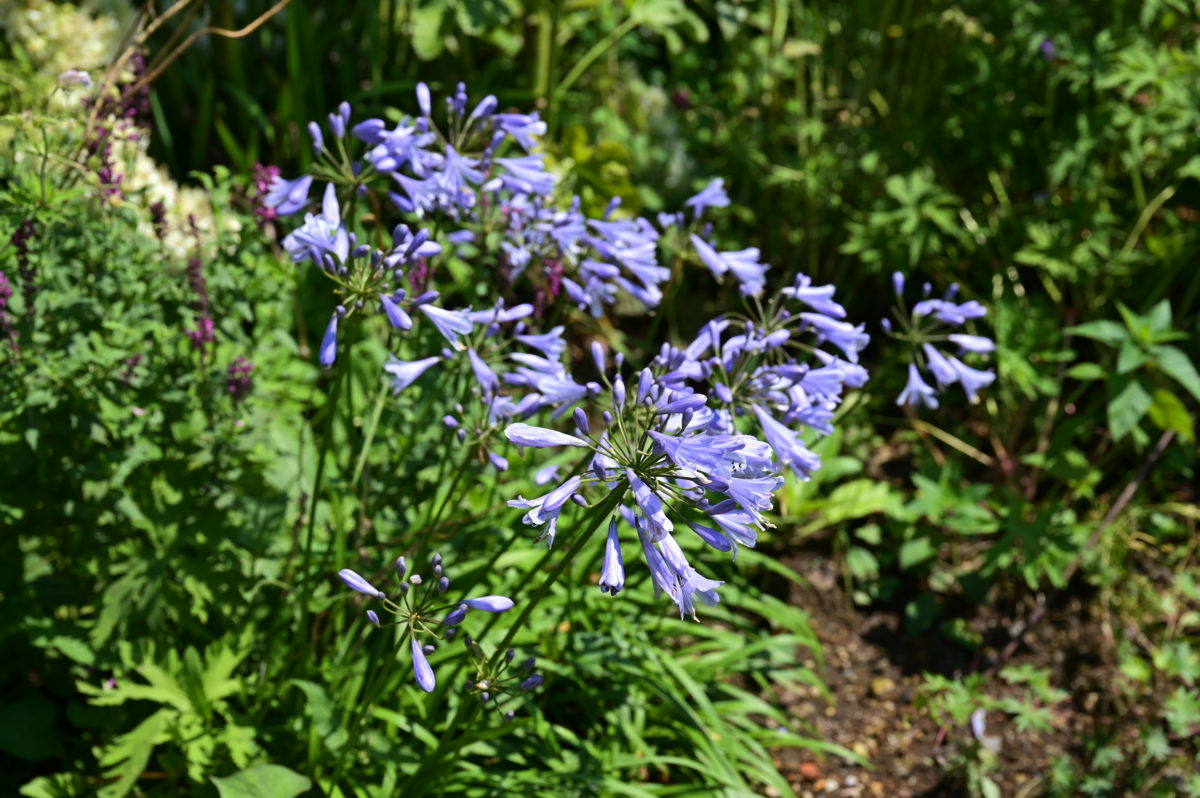 Agapanthus sp. アガパンサス　（ムラサキクンシラン）