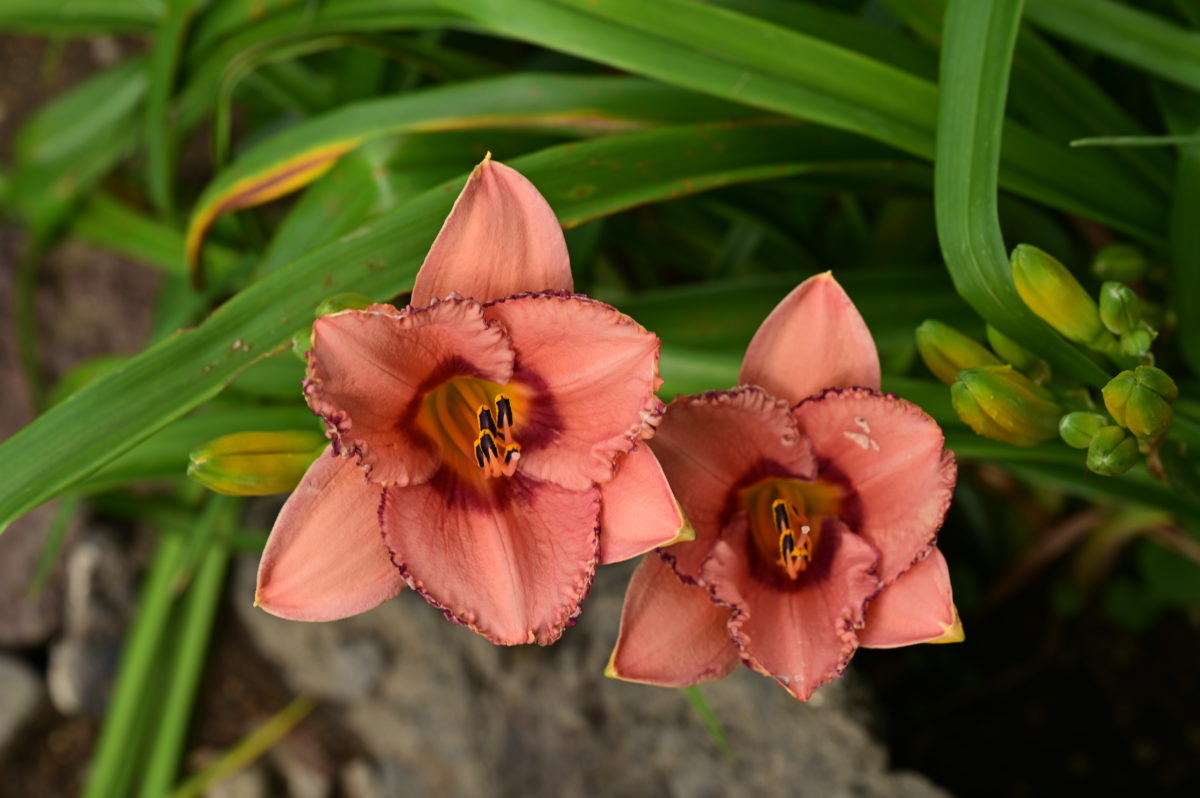 Hemerocallis ‘Lady Dancer’ ヘメロカリス　‘レディダンサー’