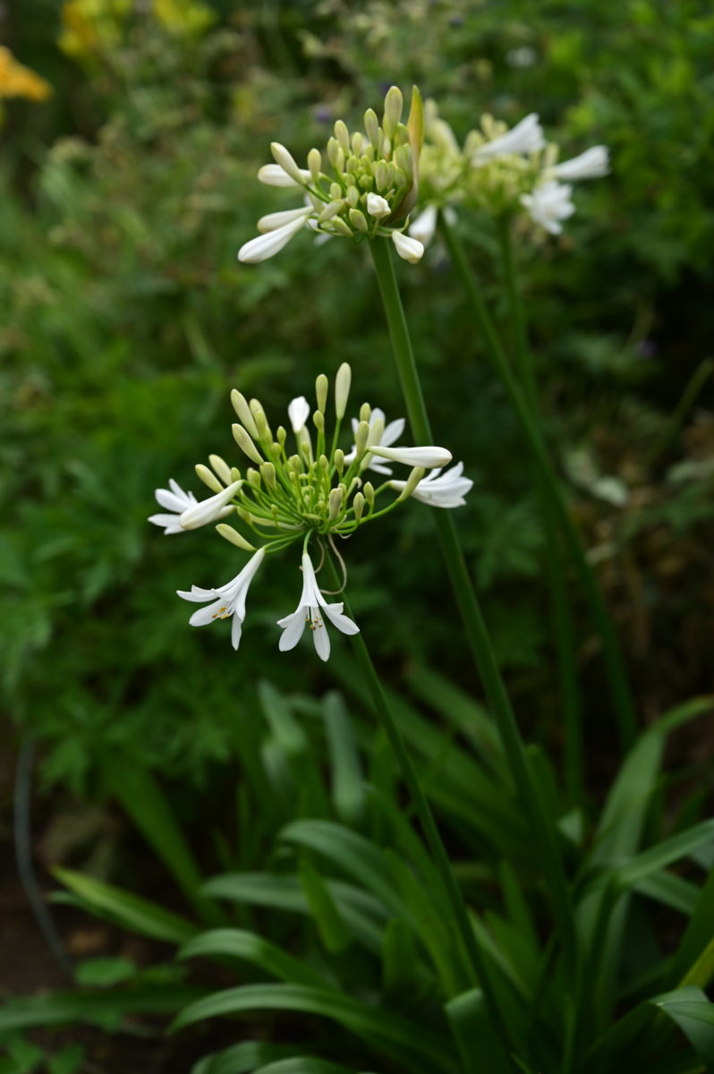 Agapanthus campanulatum White Form アガパンサス　カンパニュラツム　白花