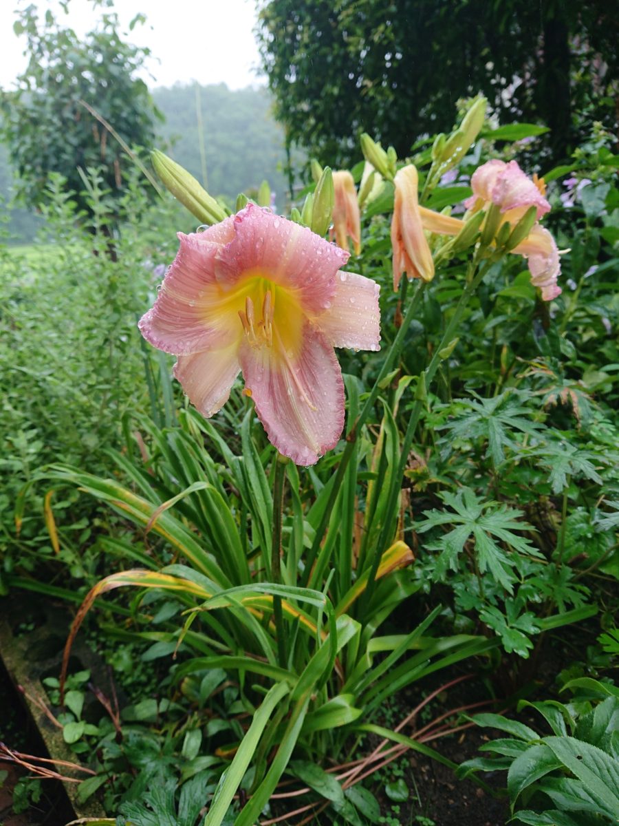 Hemerocallis ‘Olallie Light Hearted’ ヘメロカリス　‘オラリーライトハーテッド’