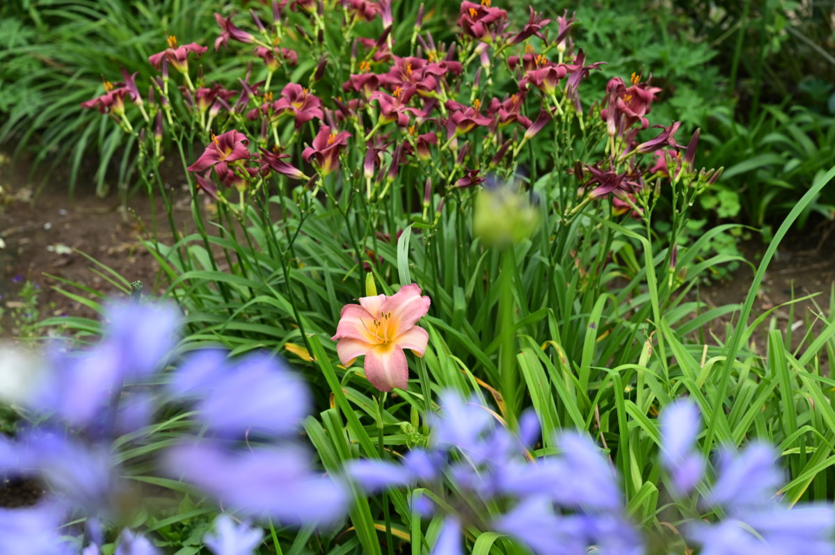 Hemerocallis ‘Olallie Orchid’ ヘメロカリス　‘オラリーオーキッド’