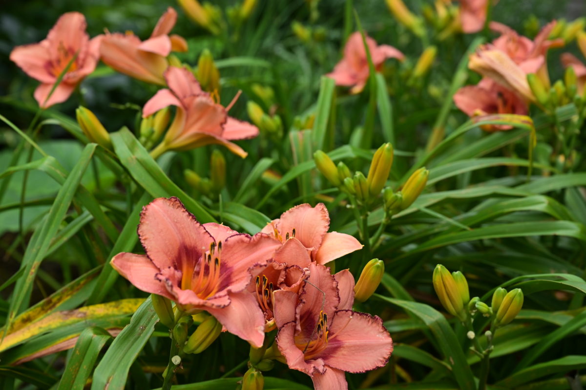 Hemerocallis ‘Lady Dancer’ ヘメロカリス　‘レディダンサー’