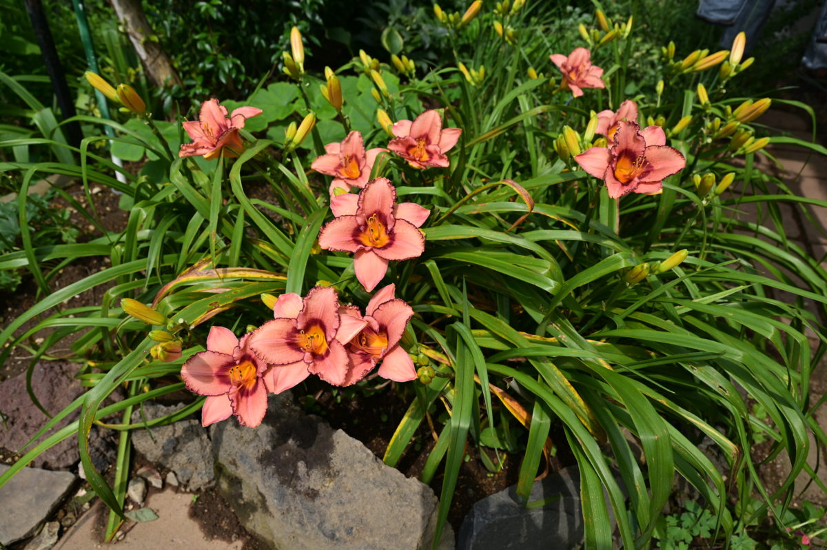 Hemerocallis ‘Lady Dancer’ ヘメロカリス　‘レディダンサー’