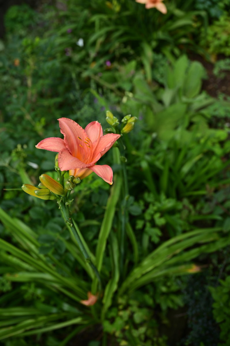 Hemerocallis ‘Otome-gokoro’ ヘメロカリス　‘乙女心’