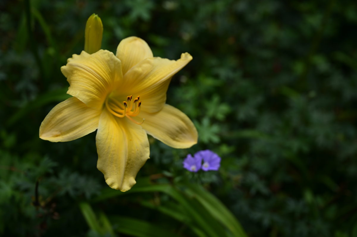 Hemerocallis ‘Long Feels Beauty’ ヘメロカリス　‘ロングフィールズビューティ’　