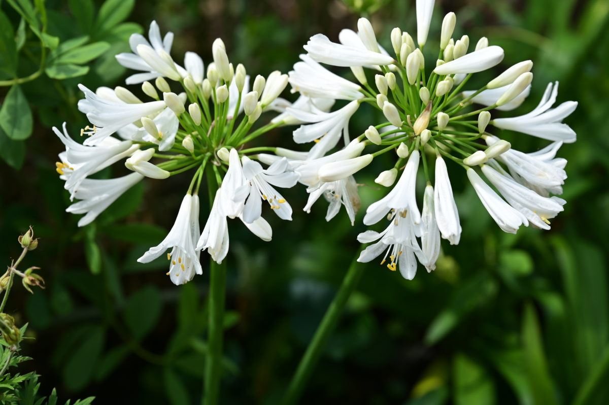 Agapanthus campanulatum White Form アガパンサス　カンパニュラツム　白花