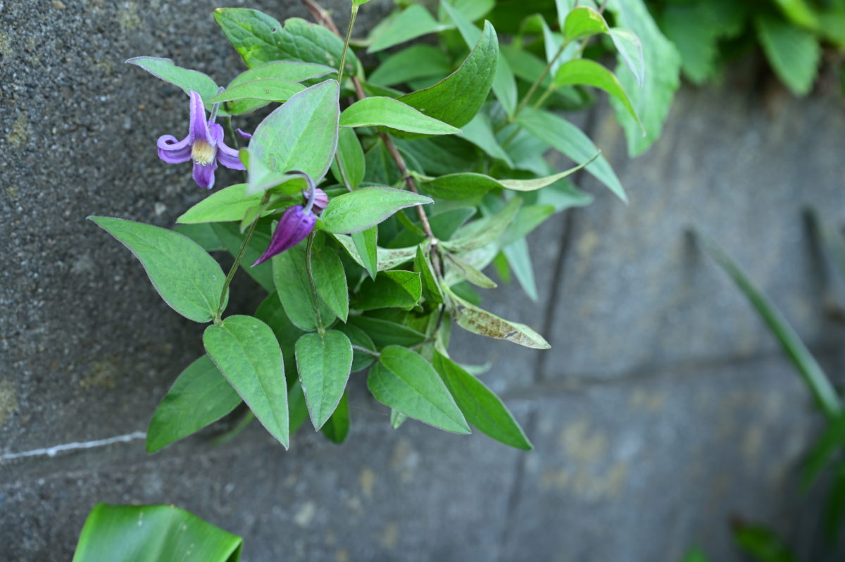 Clematis integrifolia ex ‘Hakurei’ クレマチス　インテグリフォリア　‘白麗’から